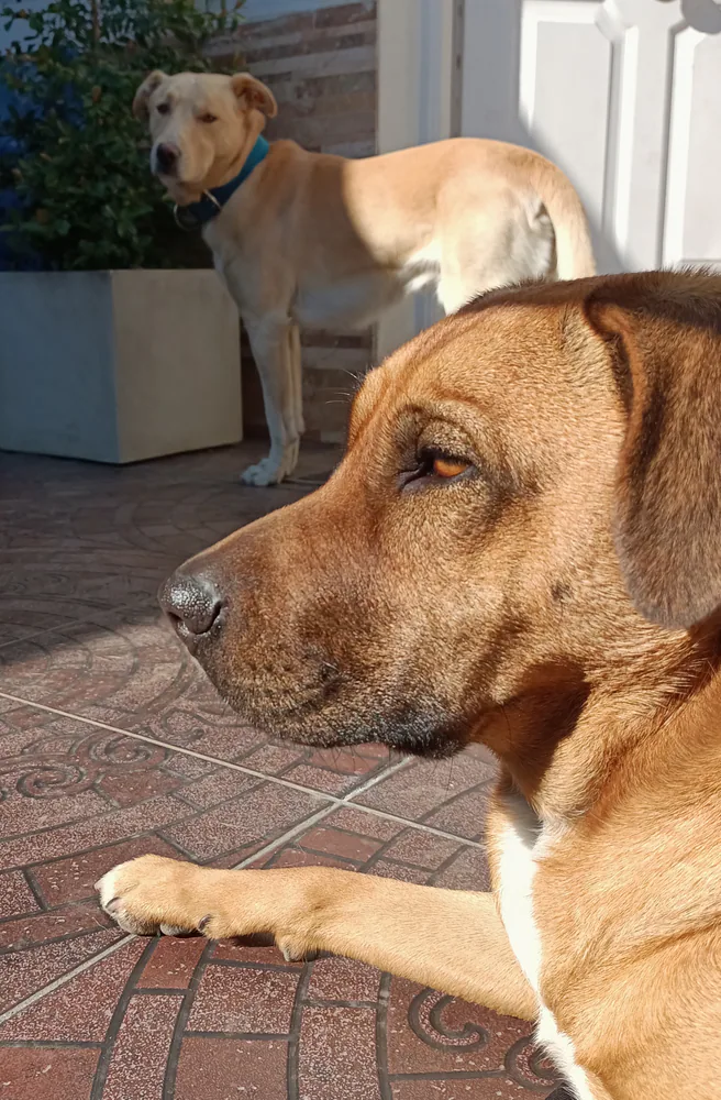 Two dogs outside, one close to the camera